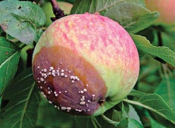  Black fruit or monilial rot