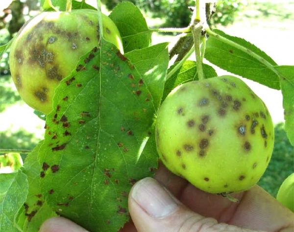  Scab on leaves and still green apples