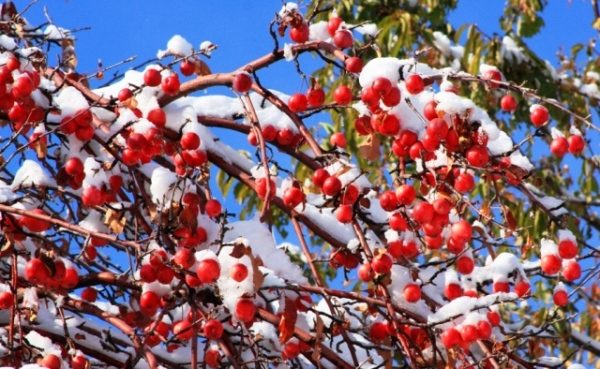  The variety of apples Aport has varieties of hardy trees