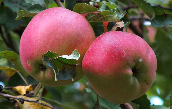  Apples aport