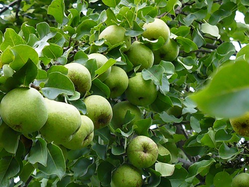  Green fruit Muscovites on the bush
