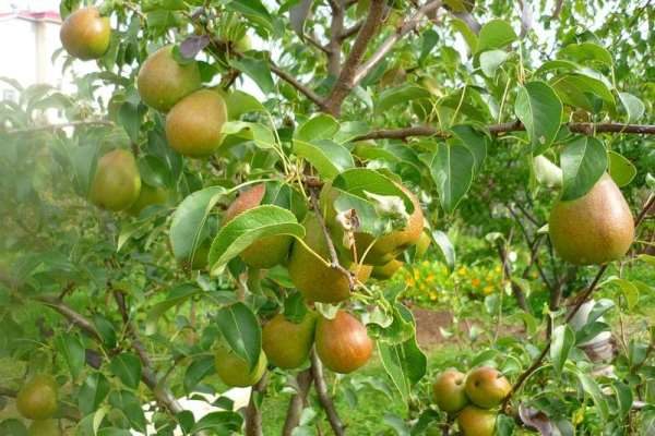  Pear requires careful, regular care