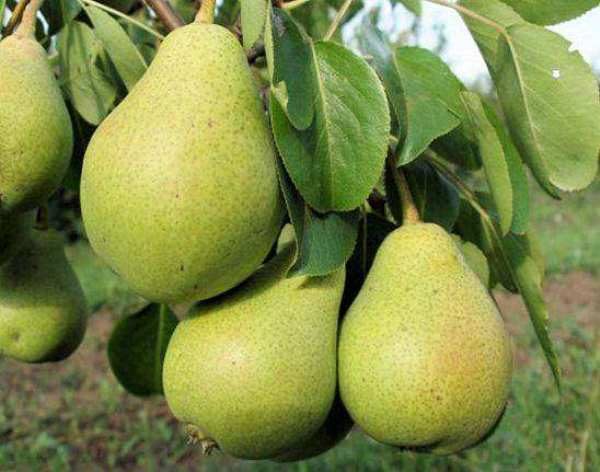  Pear Severyanka