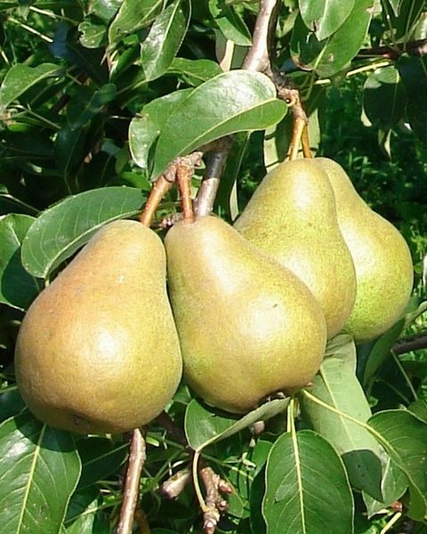  Pear Lukashovka