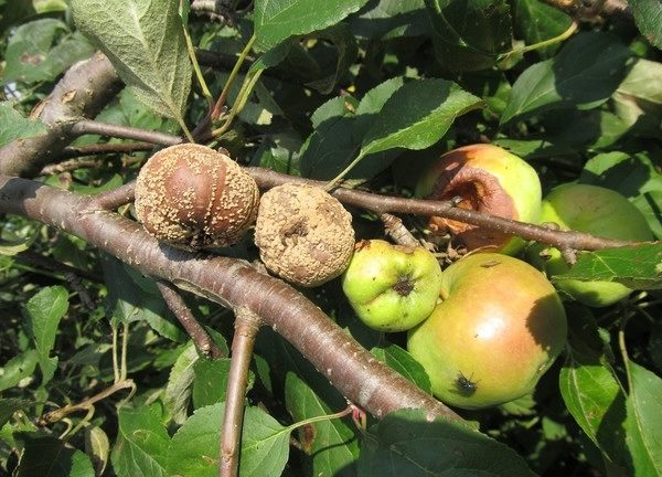  Rot goes to other apples through the stem