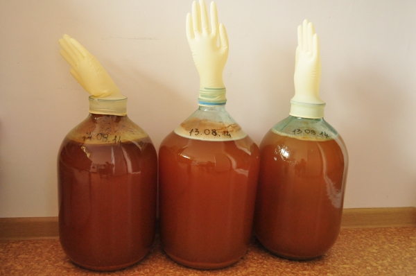  Cider according to the classic recipe should ferment for 1-2 months, readiness is determined by the fallen glove