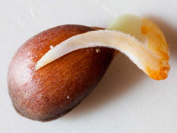  After the appearance of the first shoots, the strongest are selected for planting.