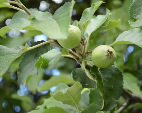  Unripe apples contain vitamins, microelements, are a source of easily digestible iron