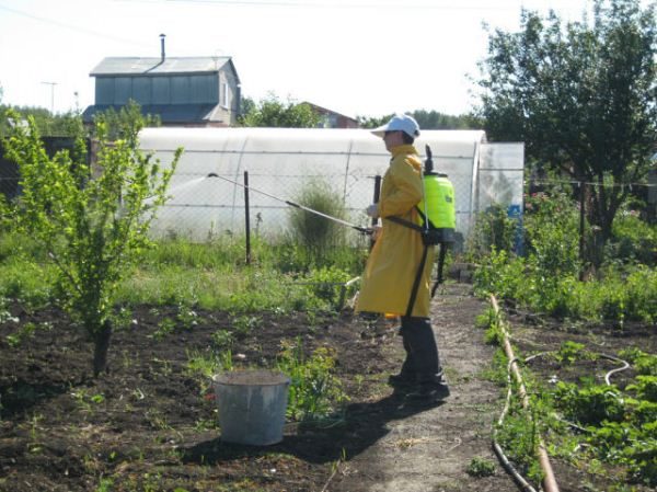  Pest Control with Chemical Spraying