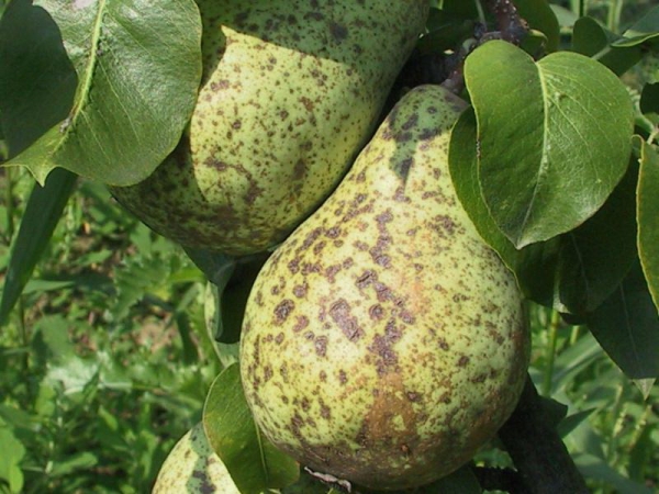  The cause of rotting pears right on the tree is a fungal disease - fruit rot.