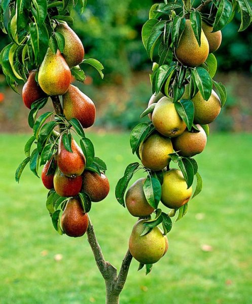  When growing pears in Siberia, you must adhere to the rules.