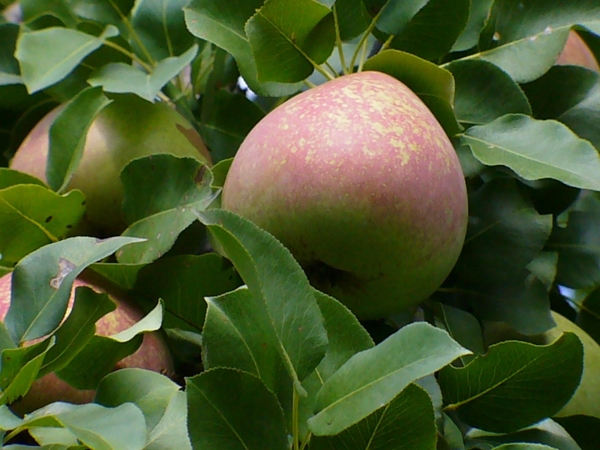  The specialties of the Marble variety are the dessert taste, recommended by nutritionists.