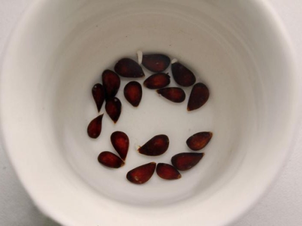  Seeds for germination must be ripe, without damage.