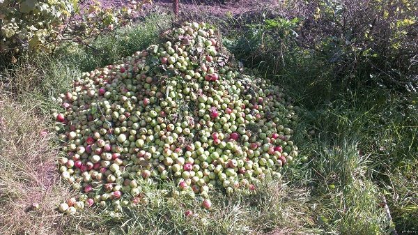  Pile of fallen apples