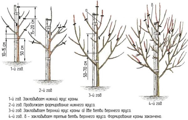  Pear pruning scheme in the first four years