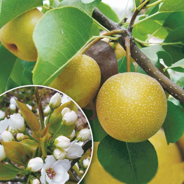  Variety pear kosu