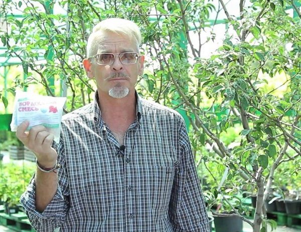  The use of chemical mixtures for spraying infected trees