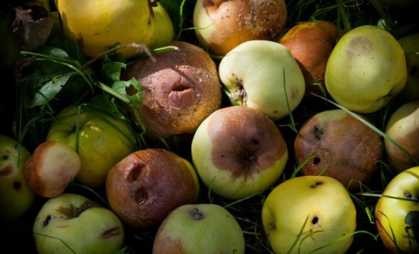  Rotten apples on compost