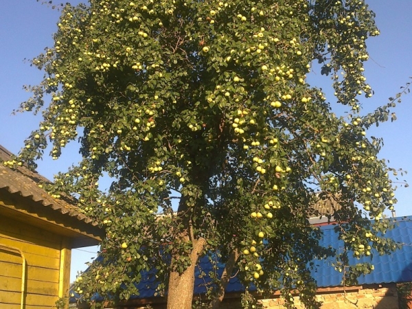  Pear fruits on average from 10 to 50 years, there are varieties that produce fruits up to 100 years