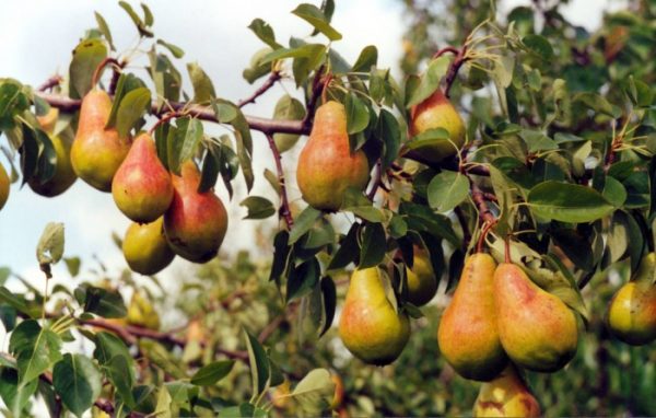  Ripe pears Just Maria on the branch