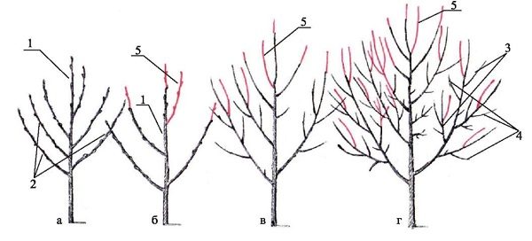  Pear Trimming Scheme