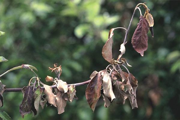  Apple diseases and their treatment