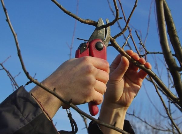  Esquema y características de podar un peral en primavera, otoño, invierno y verano.