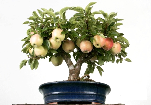  How to grow an apple tree from seeds at home: instructions