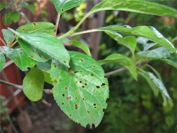  Klesterospirosis ciruelas