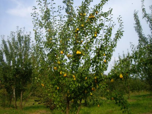  Fruiting pear tree Lada