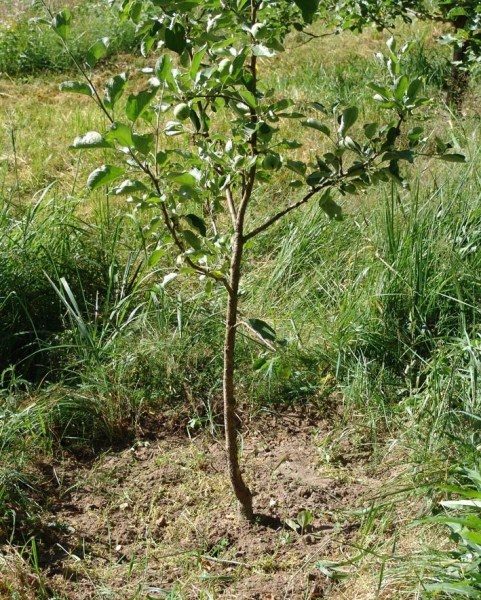  Pristvolny circle of pear should remain free from weeds