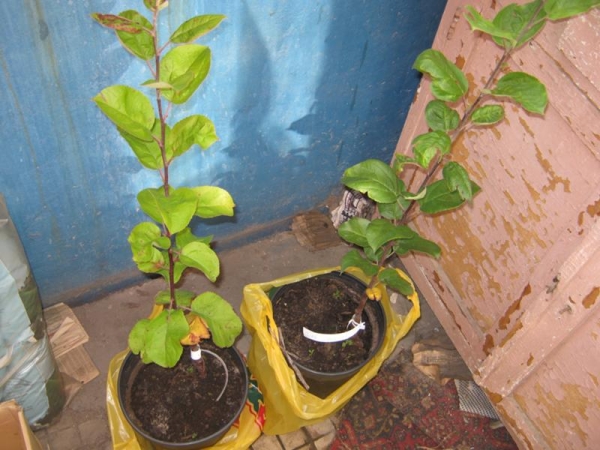  The young sapling of an apple tree needs weekly watering, in top dressing with fertilizers