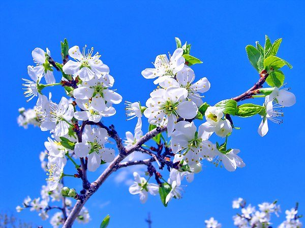  Flores de ciruelo