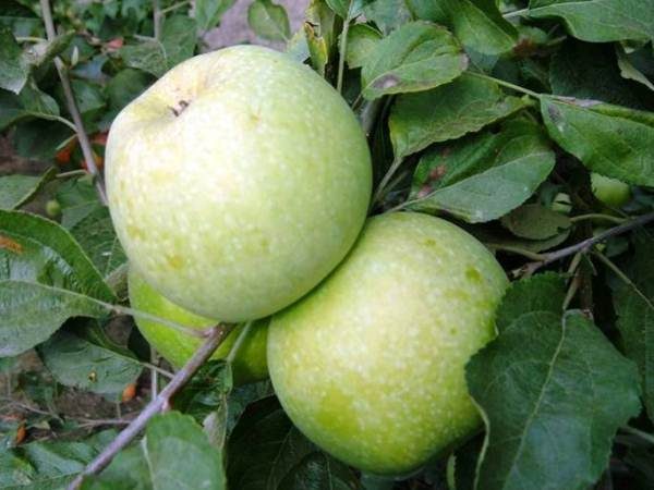  Fruits of apple Renet Semerenko