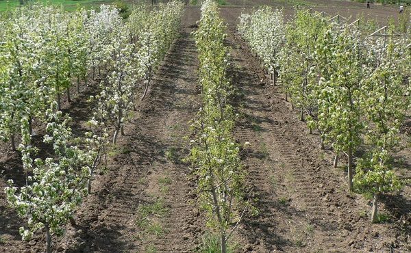  Growing pear seedlings in the nursery