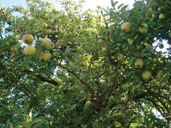  Abundant harvest leads to sagging branches