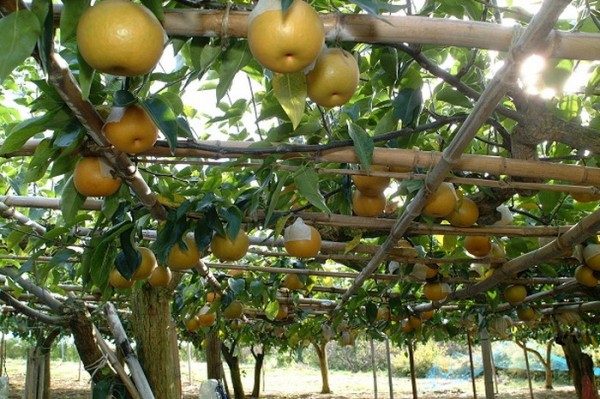  Chinese pear contains many minerals, vitamins, water and fiber