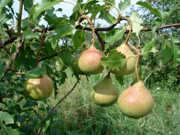  Los frutos de la pera En memoria de Yakovlev maduró a fines de agosto, el tallo es largo, la carne es dulce, sin acidez.
