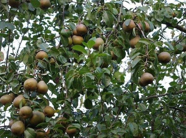  Tree Just Maria with an average yield