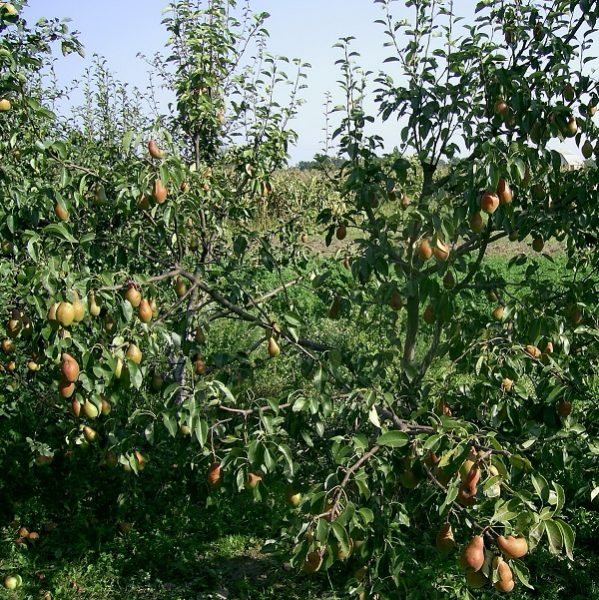  Ripe pears of the Talgar beauty variety, ready to be harvested