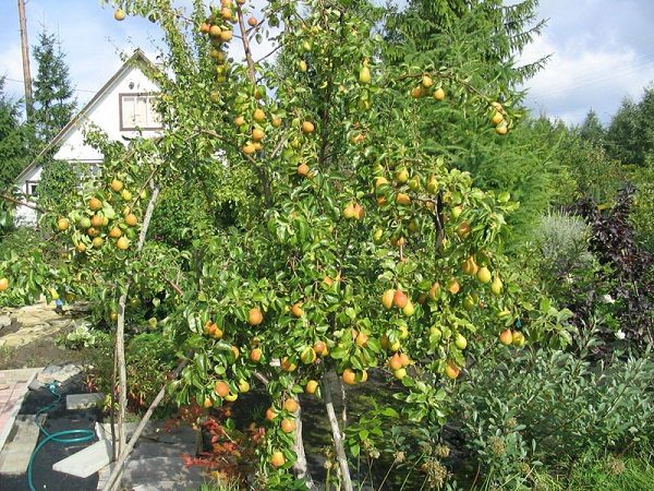  Pears, ready for collection and storage
