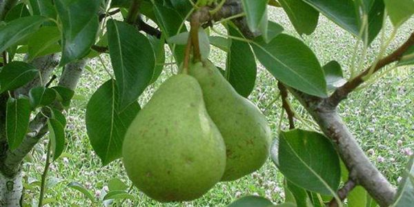  Green fruits of Williams in the middle of summer