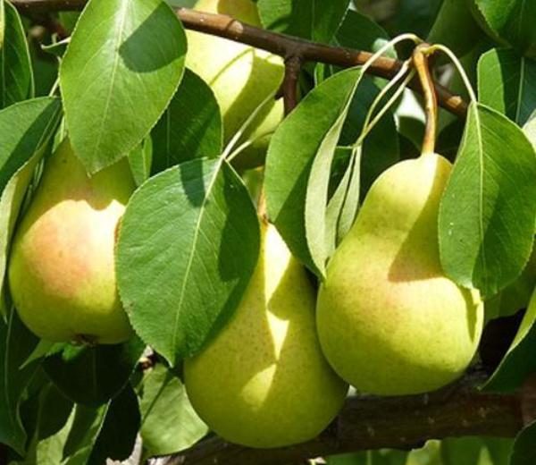  Pear varieties Chizhovskaya
