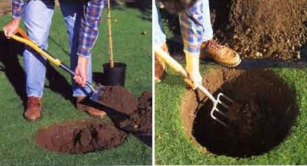  Preparation of a pit for planting an apple tree
