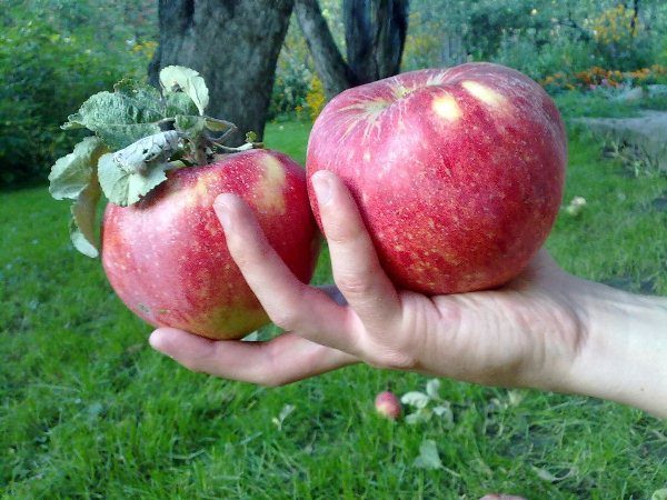  Large fruits of apples of a grade of Aport
