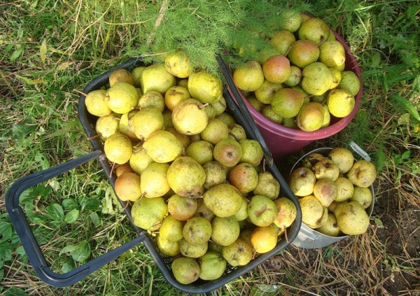  The advantages of the variety Severianka include its frost resistance and early ripening of fruits.