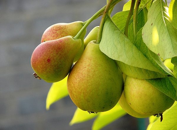  Descriptive characteristics of the pear variety Northerner, planting conditions and care