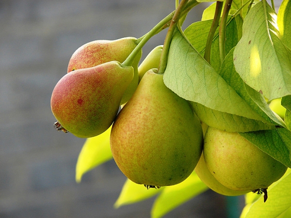  Descriptive characteristics of the pear variety Northerner, planting conditions and care