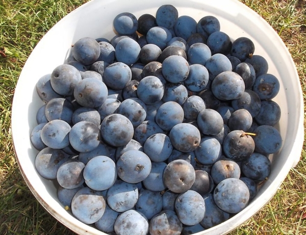  Thorn fruits are very healthy and contain a lot of vitamins and microelements.