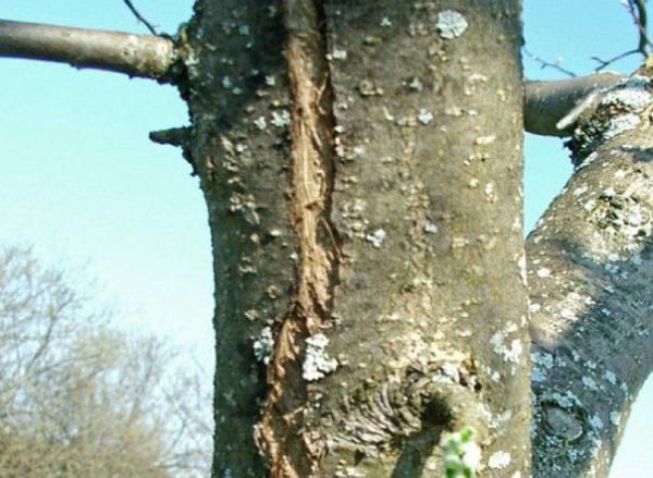 Freezers on a tree trunk